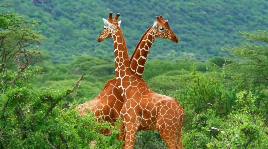 Elegant Güney Afrika Turu THY İle 7 Gece